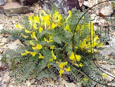 Астрагал пузыристый 001